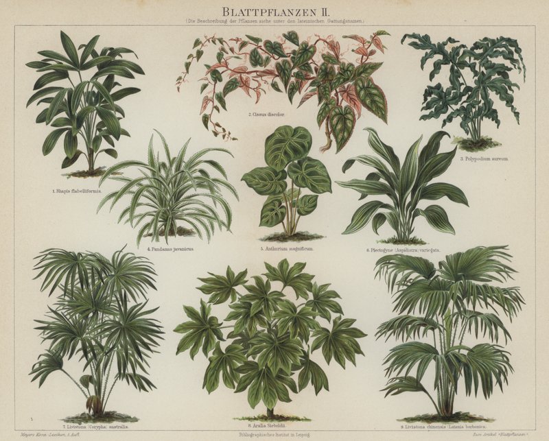 Bladplanter (farge litho) av German School