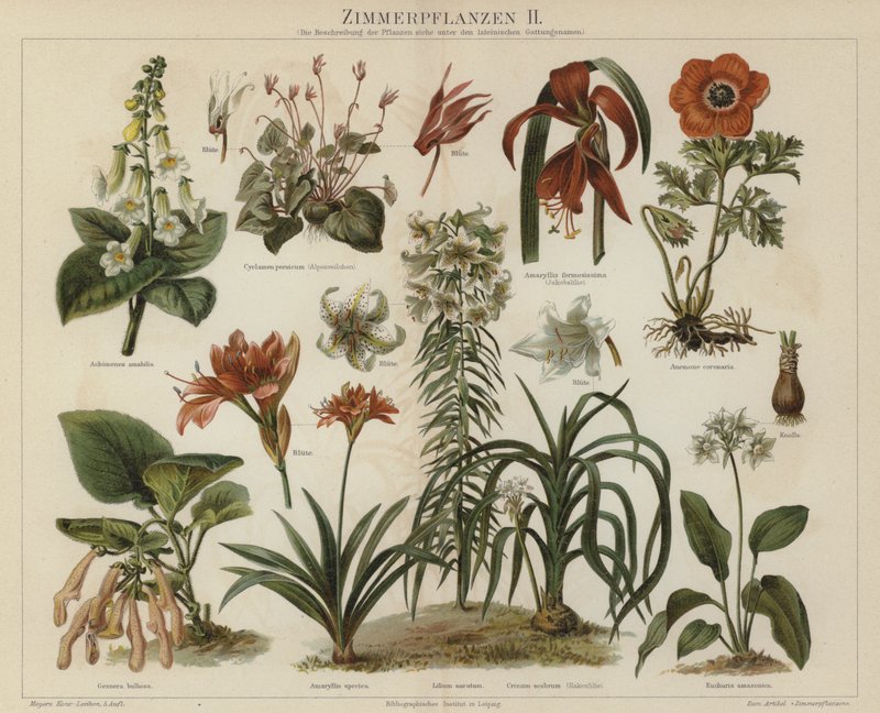 Potteplanter (farge litho) av German School