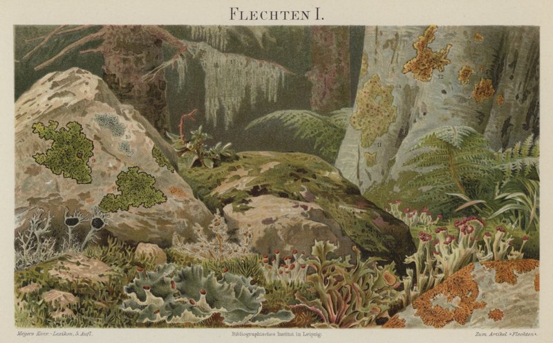Lav (farge litho) av German School