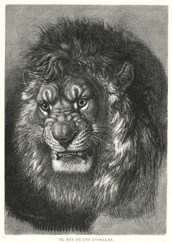 Løve: kongen av dyrene (litho) av German School