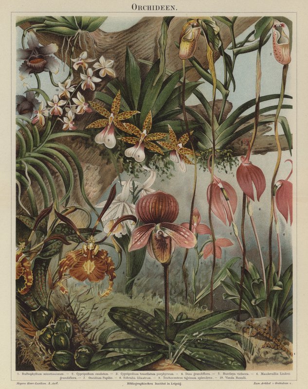 Orkideer (farge litho) av German School