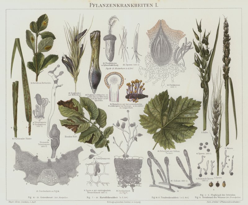 Plantesykdommer (farge litho) av German School
