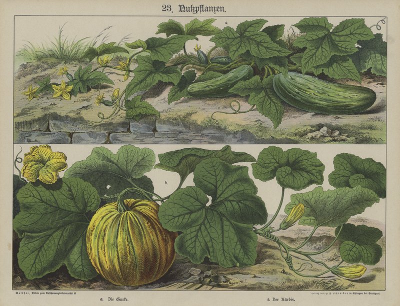 Planter (farge litho) av German School