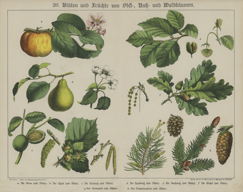 Planter (farge litho) av German School