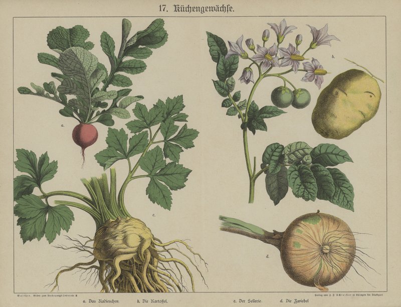 Planter (farge litho) av German School