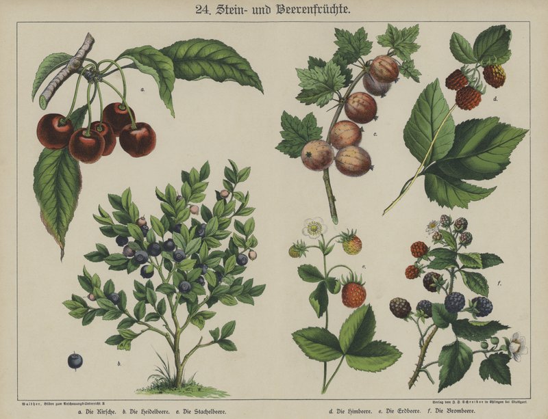 Planter (farge litho) av German School