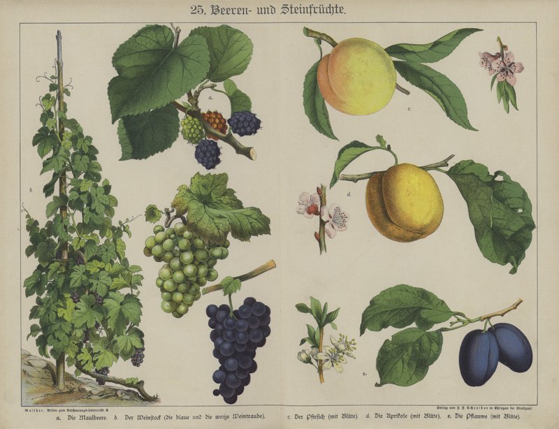 Planter (farge litho) av German School