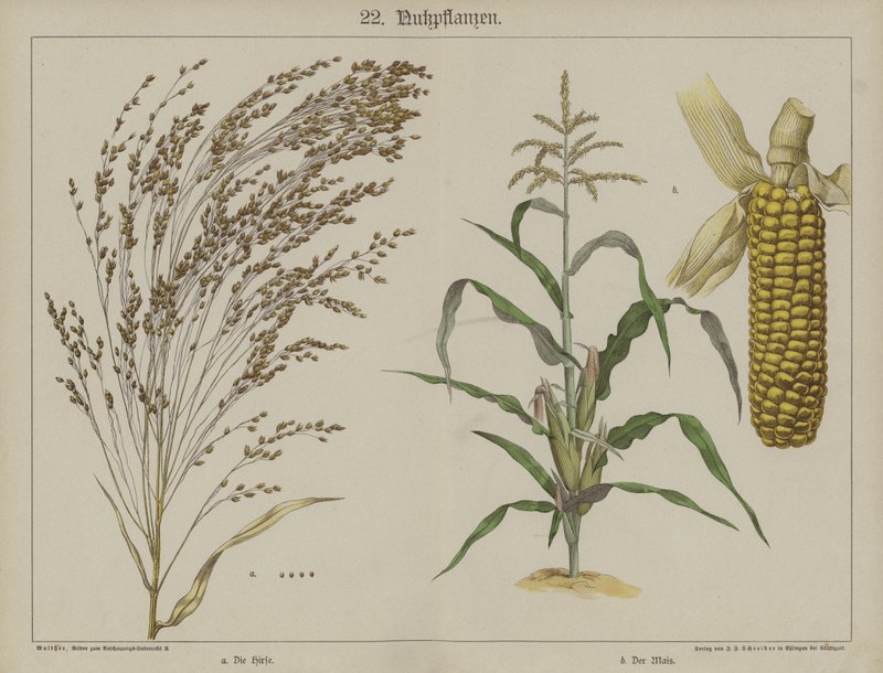 Planter (farge litho) av German School