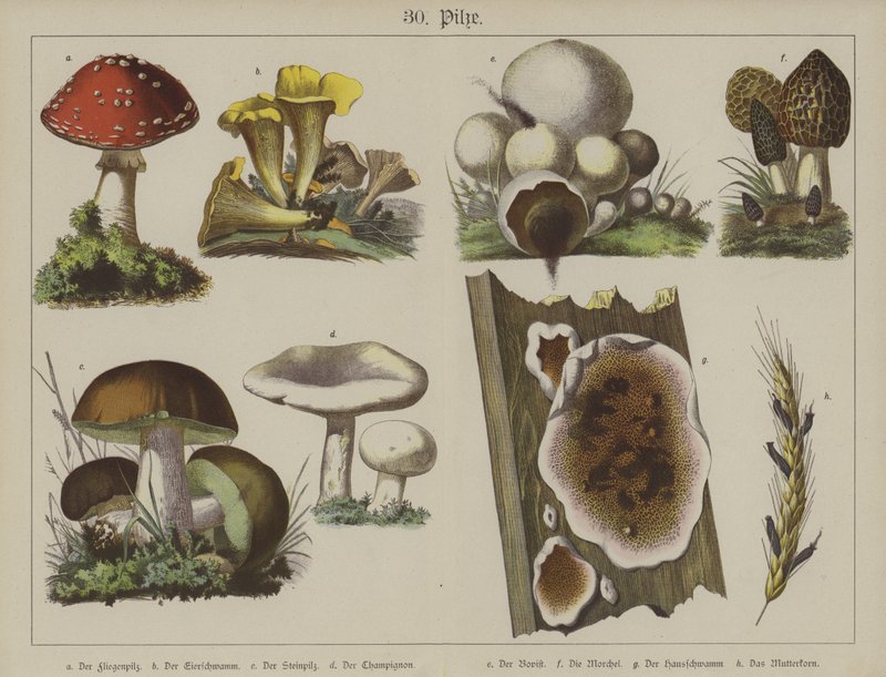 Planter (farge litho) av German School