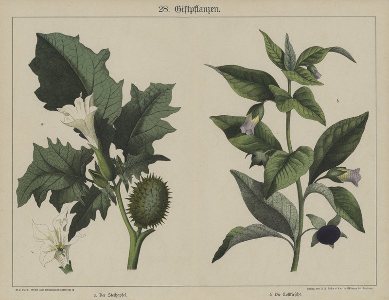 Planter (farge litho) av German School