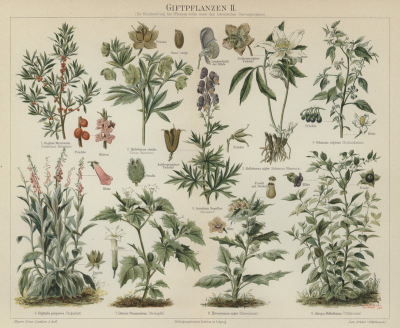 Giftige planter (farge litho) av German School