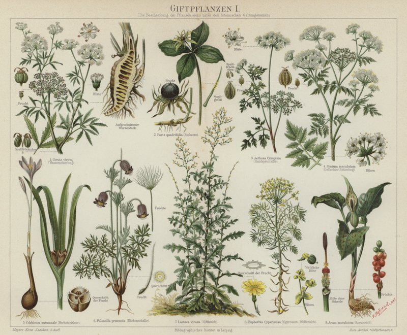 Giftige planter (farge litho) av German School