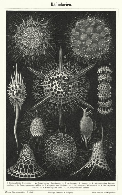 Radiolaria (gravering) av German School