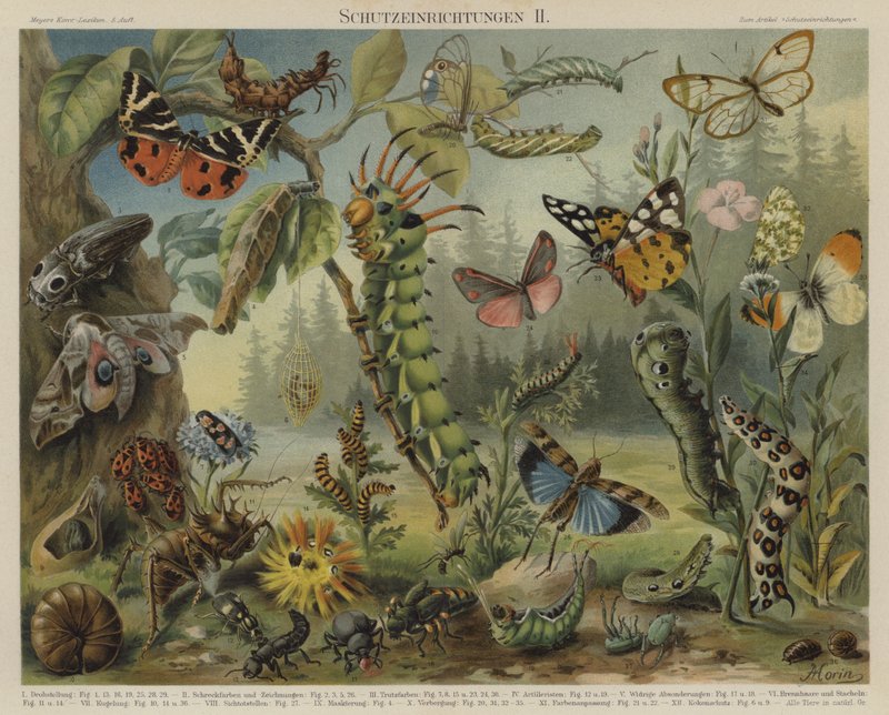 Selvforsvarsmekanismer hos insekter (farge litho) av German School