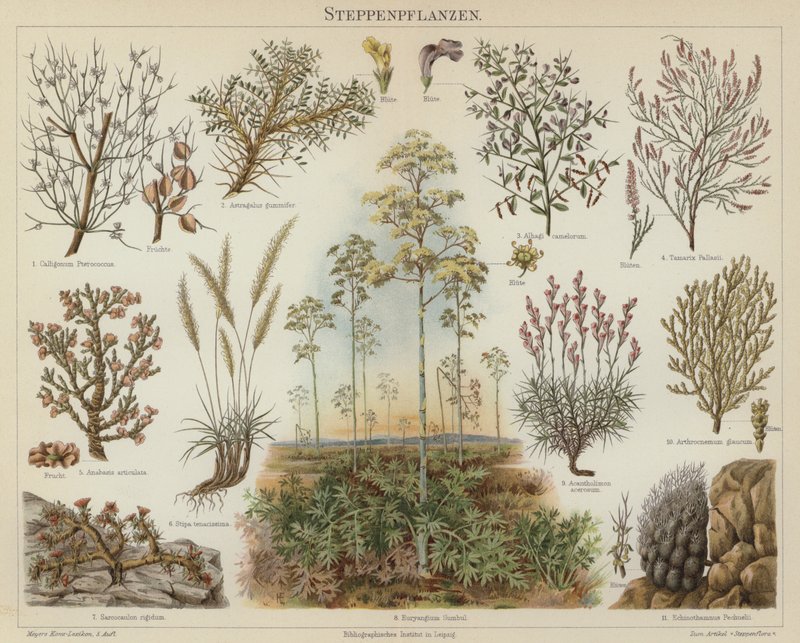 Steppeplanter (farge litho) av German School