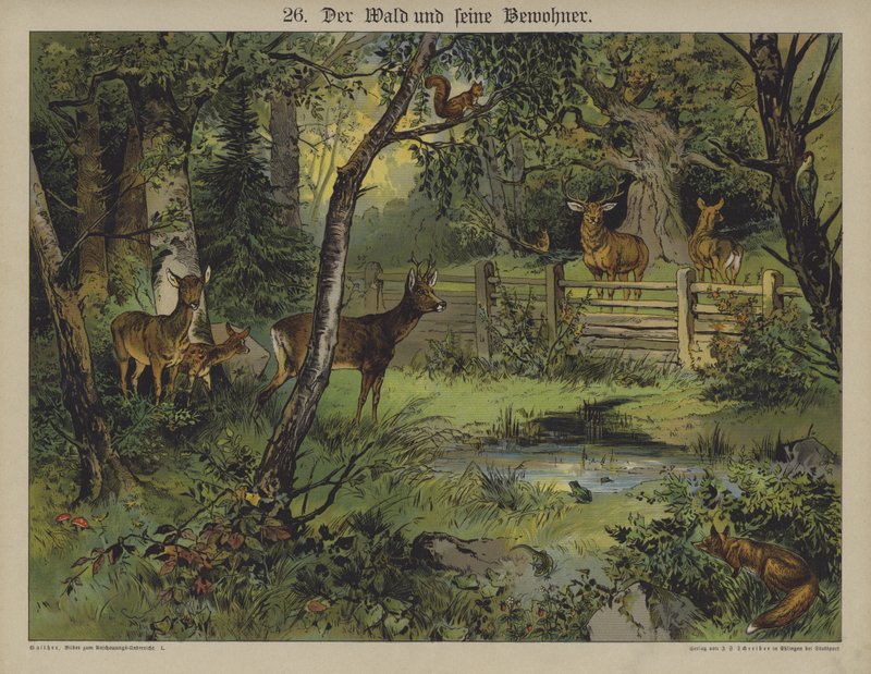 Dyreliv (farge litho) av German School