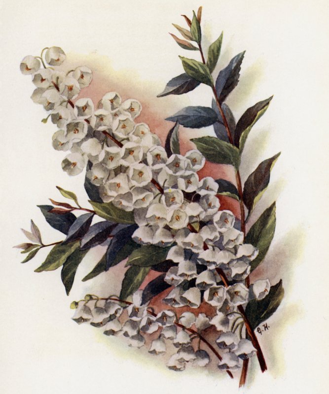 Andromeda Beautiful v Cassinefolia av Gertrude Hamilton