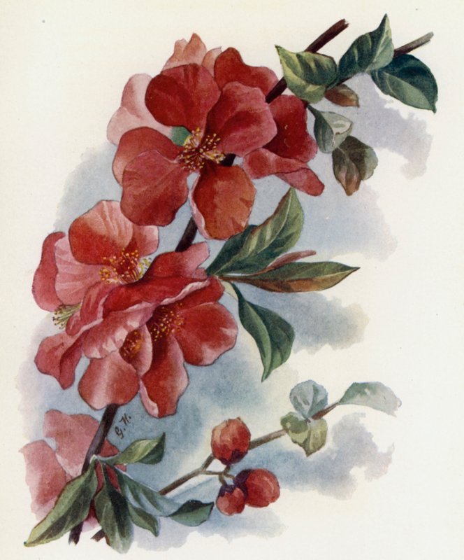 Cydonia Japanese v Cardinal av Gertrude Hamilton