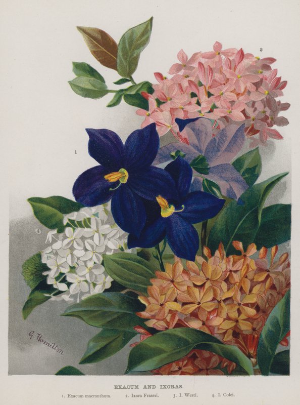 Exacum og Ixoras av Gertrude Hamilton