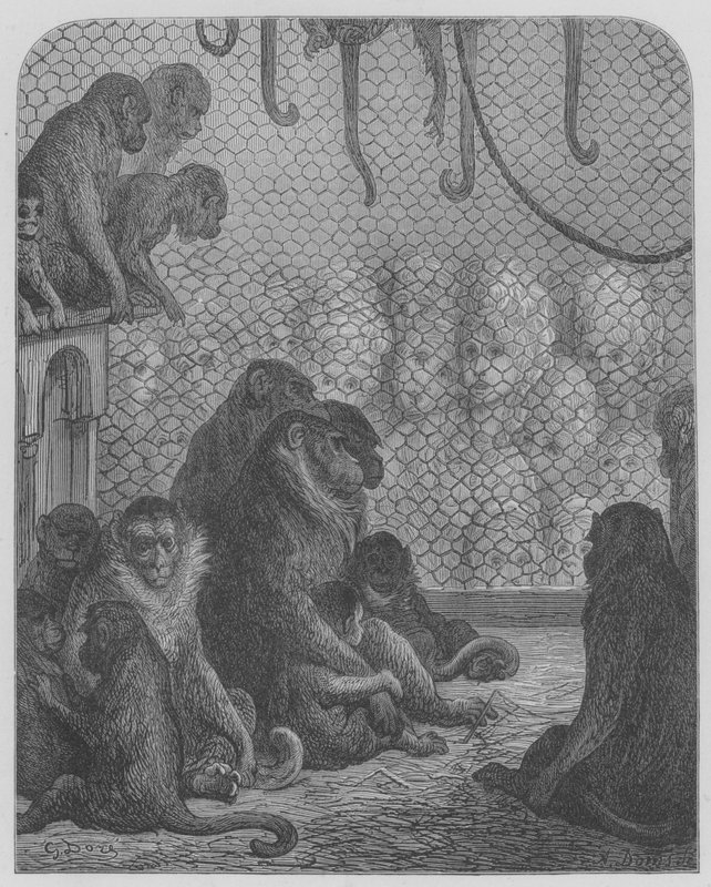 Zoologisk hage, Apene av Gustave after Dore
