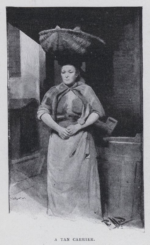 En brunfarge (s/hv-bilde) av Harold Hume Piffard