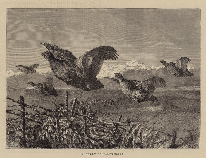 A Covey of Partridges av Harrison William Weir