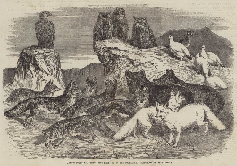 Arctic Foxes and Birds, nettopp mottatt av Zoological Society av Harrison William Weir