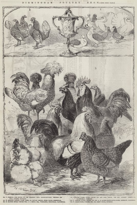 Birmingham fjærfeutstilling av Harrison William Weir