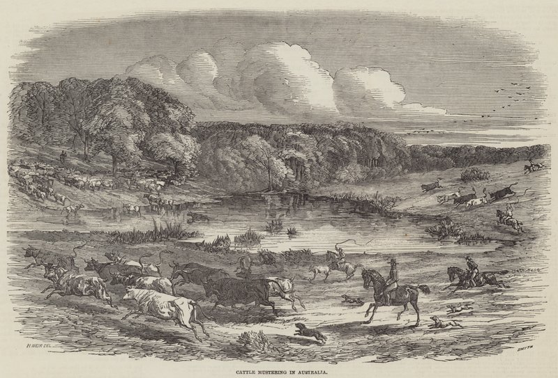 Storfemønstring i Australia av Harrison William Weir