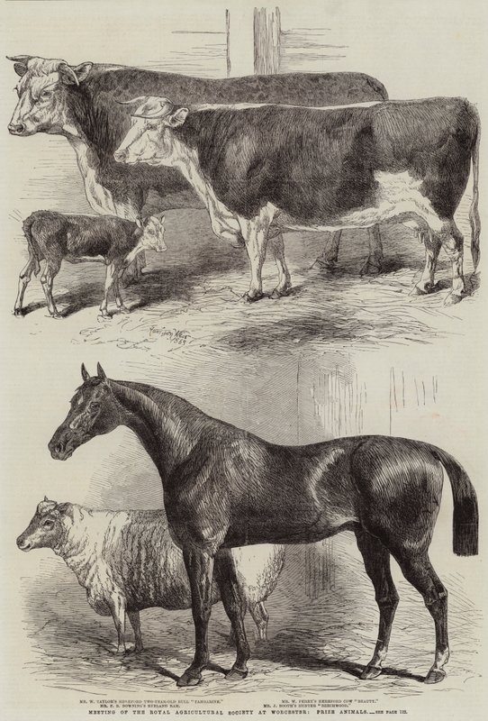 Møte i Royal Agricultural Society i Worcester, Prize Animals av Harrison William Weir