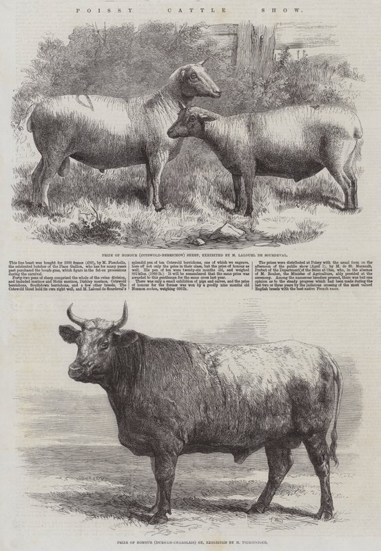 Poissy Cattle Show av Harrison William Weir