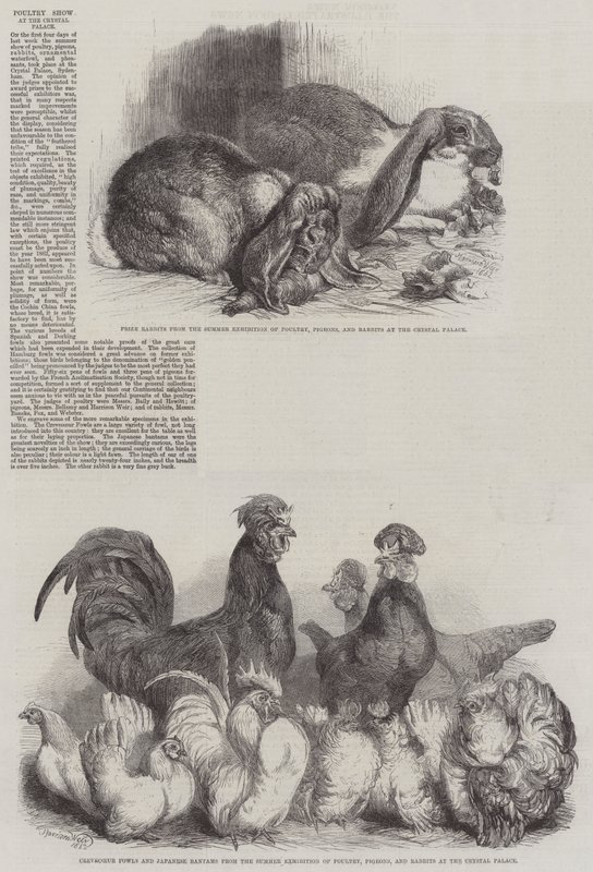 Fjærkreutstilling på Crystal Palace av Harrison William Weir