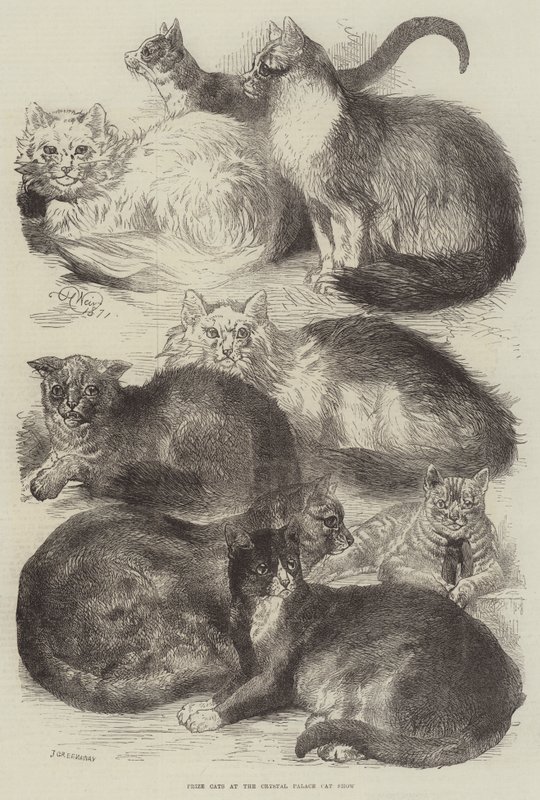 Premiekatter på Crystal Palace Cat Show av Harrison William Weir