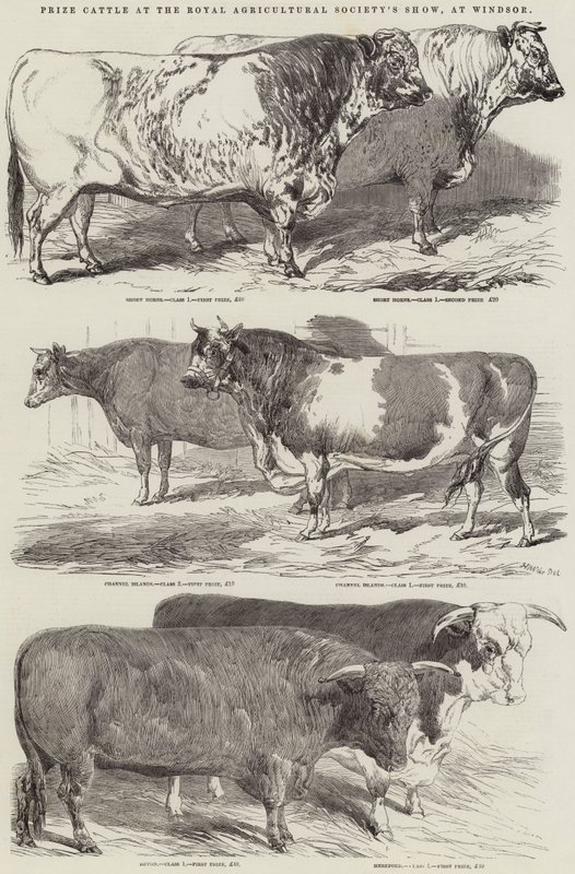 Premie storfe på Royal Agricultural Society