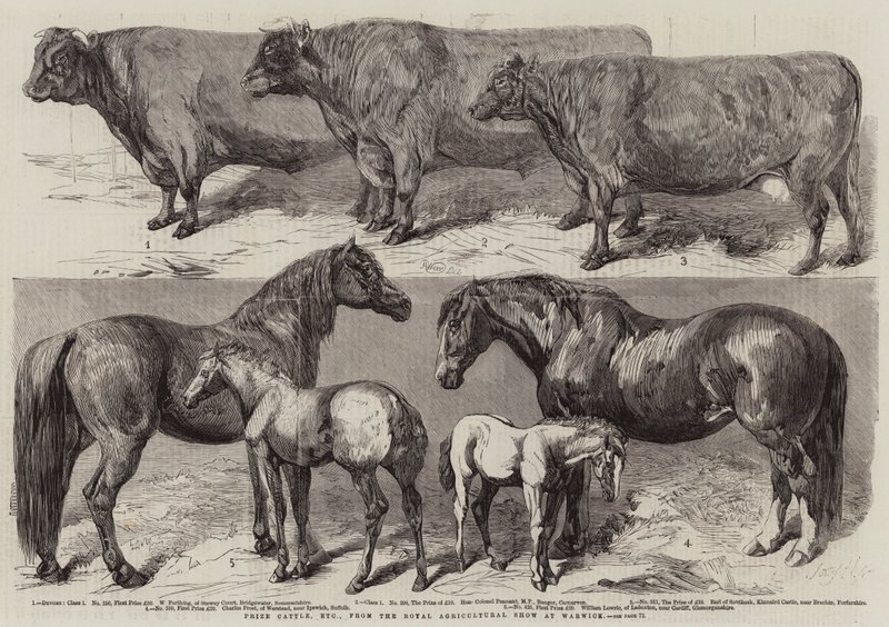 Prize Cattle, etc, fra Royal Agricultural Show i Warwick av Harrison William Weir