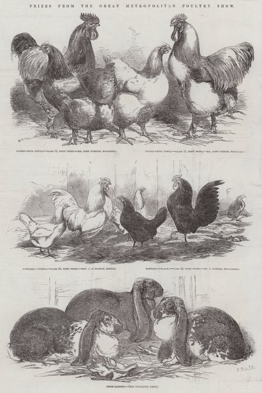 Priser fra Great Metropolitan Poultry Show av Harrison William Weir