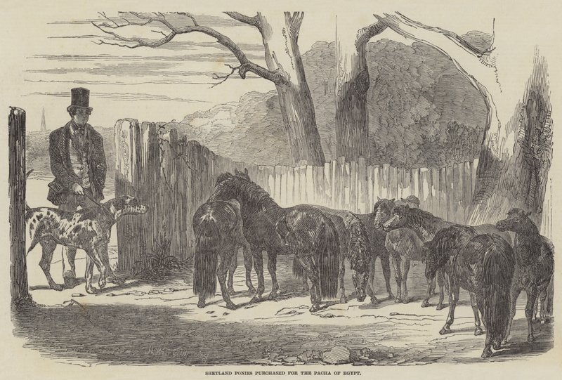 Shetlandsponnier kjøpt for Pacha of Egypt av Harrison William Weir
