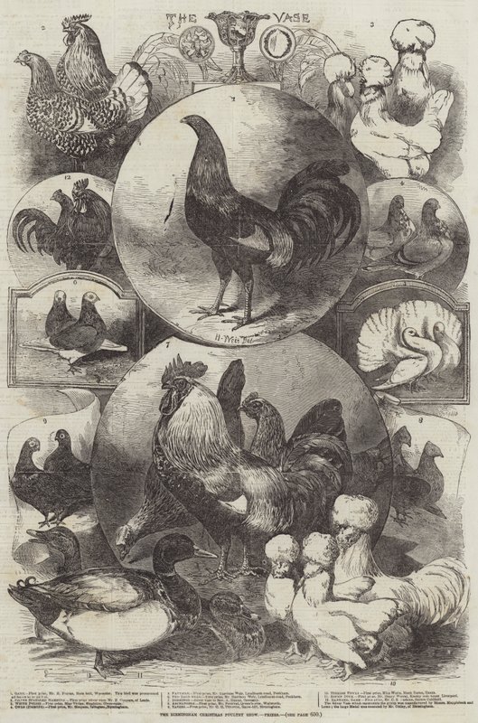 The Birmingham Christmas Poultry Show, priser av Harrison William Weir