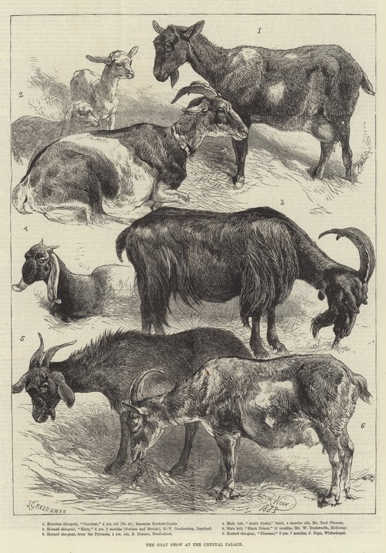 The Goat Show på Crystal Palace av Harrison William Weir