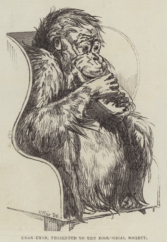Uran-Utan, presentert for Zoological Society av Harrison William Weir