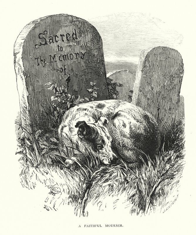 En trofast sørgende (gravering) av Harrison William Weir