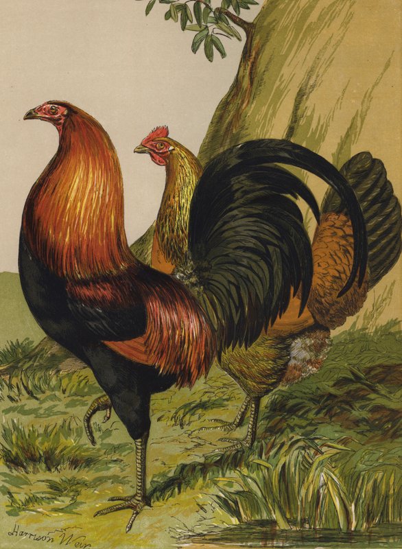 Black-breasted Red Game (chromolitho) av Harrison William Weir