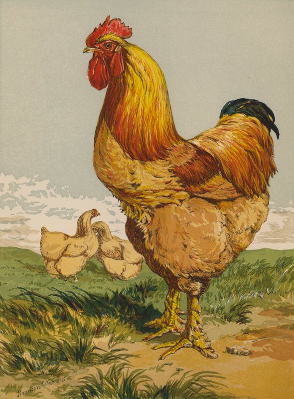 Buff Cochin Cock (chromolitho) av Harrison William Weir