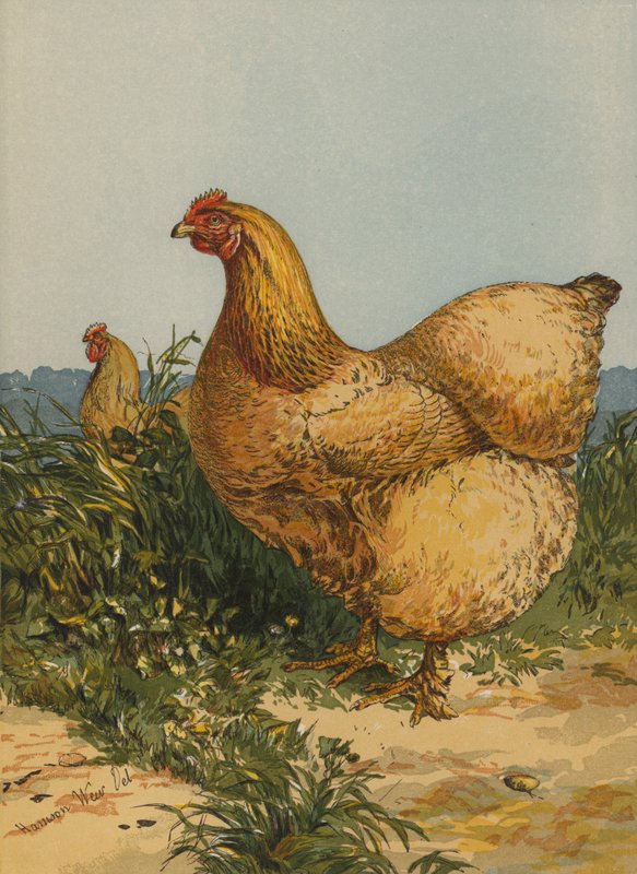 Buff Cochin Hen (chromolitho) av Harrison William Weir