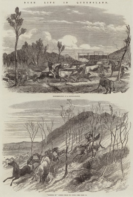 Bush-livet i Queensland av Harrison William Weir