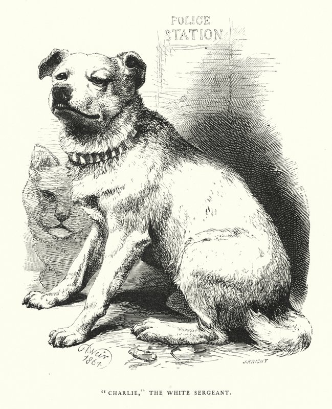 "Charlie," den hvite sersjanten (gravering) av Harrison William Weir