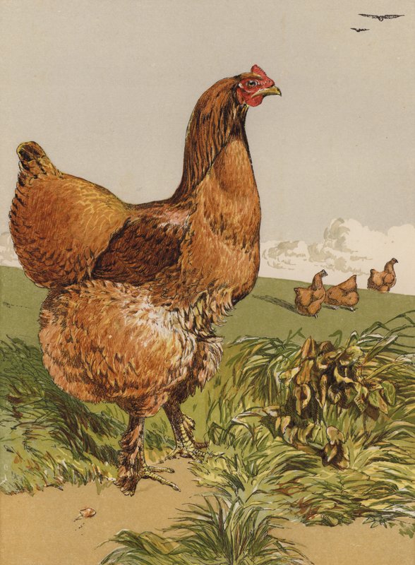 Cinnamon Cochin Hen (chromolitho) av Harrison William Weir