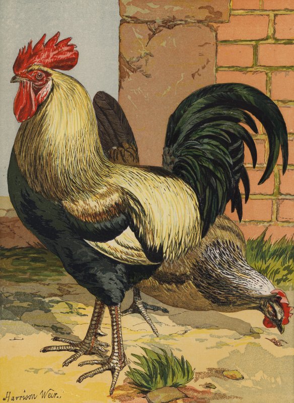 Fargede Dorkings (chromolitho) av Harrison William Weir