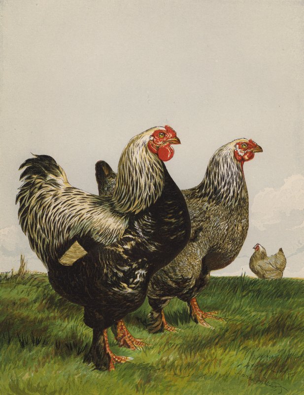 Mørk Brahmas (chromolitho) av Harrison William Weir