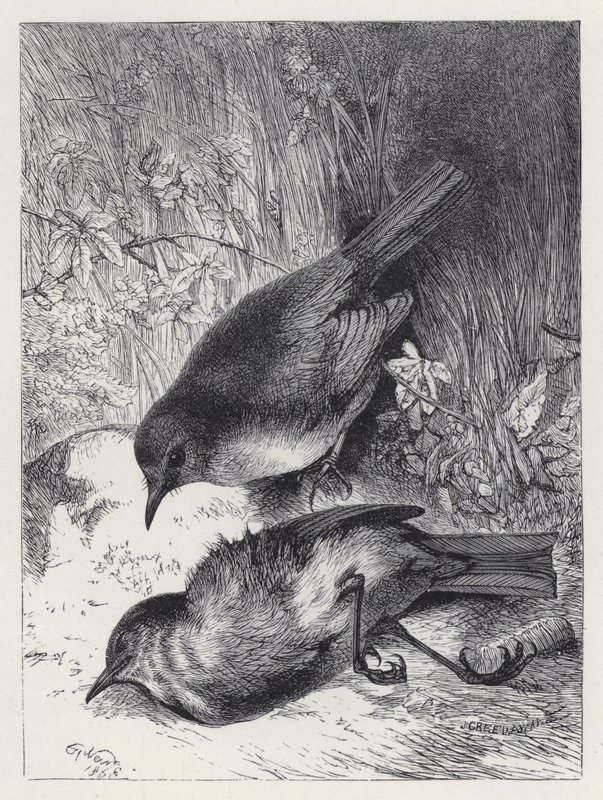 Death of Robin
